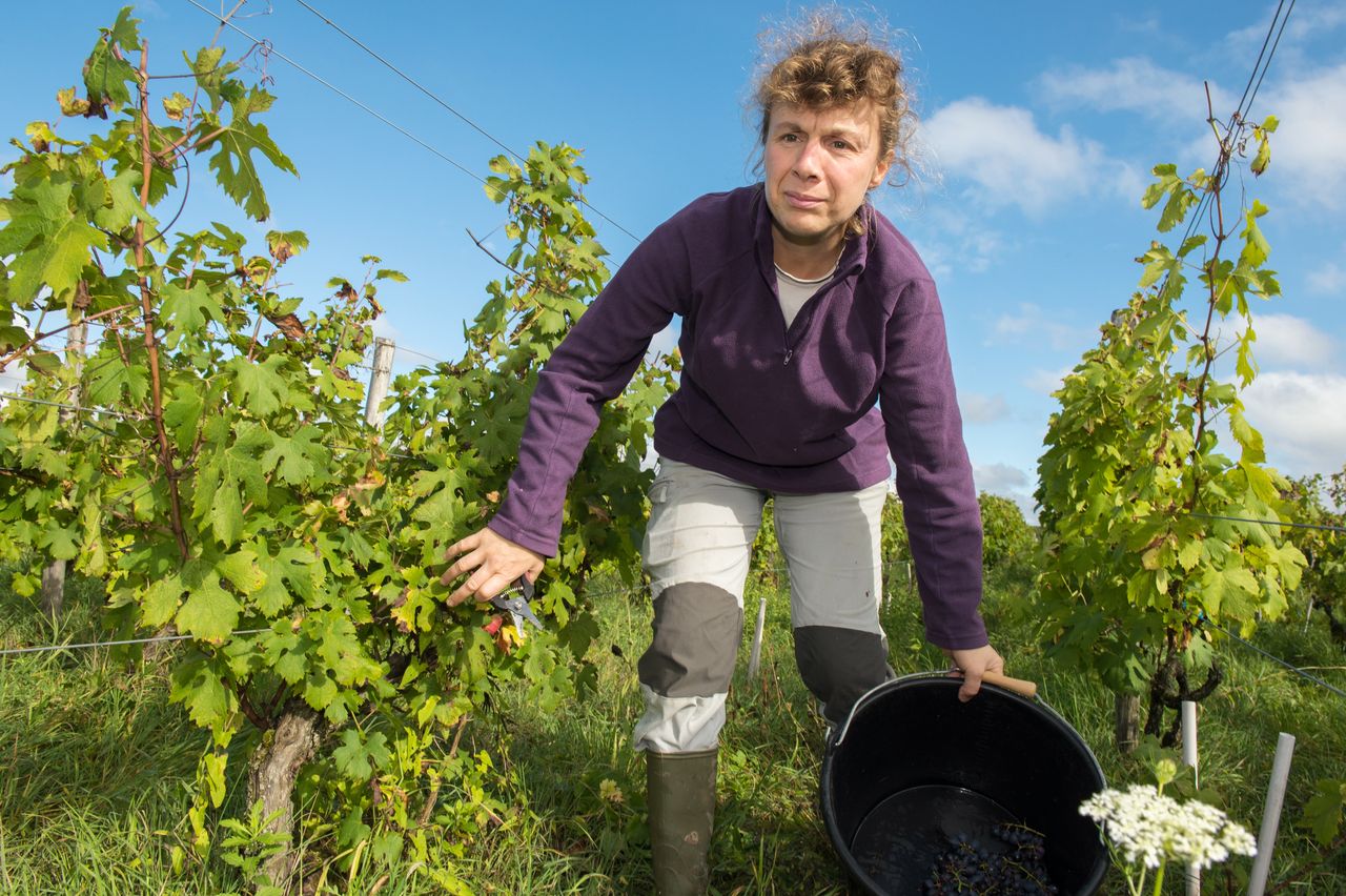 Vins Vigneron Anne & Emmanuel Houillon 8669